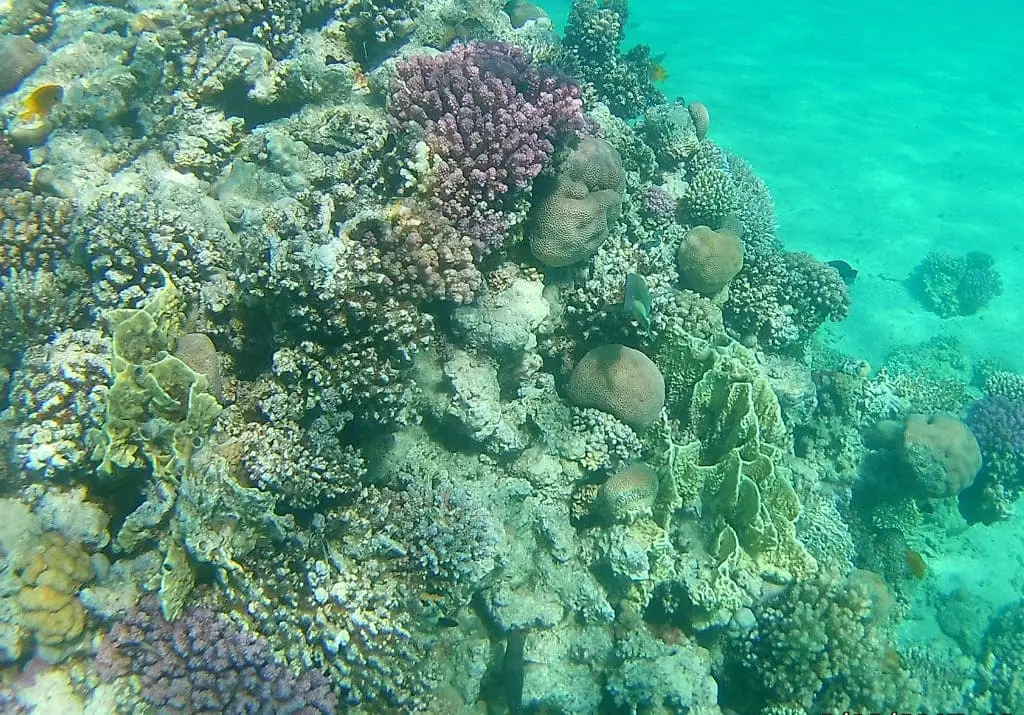 Ägypten - Makadi Bay Riff Unterwasserwelt Korallenriff
