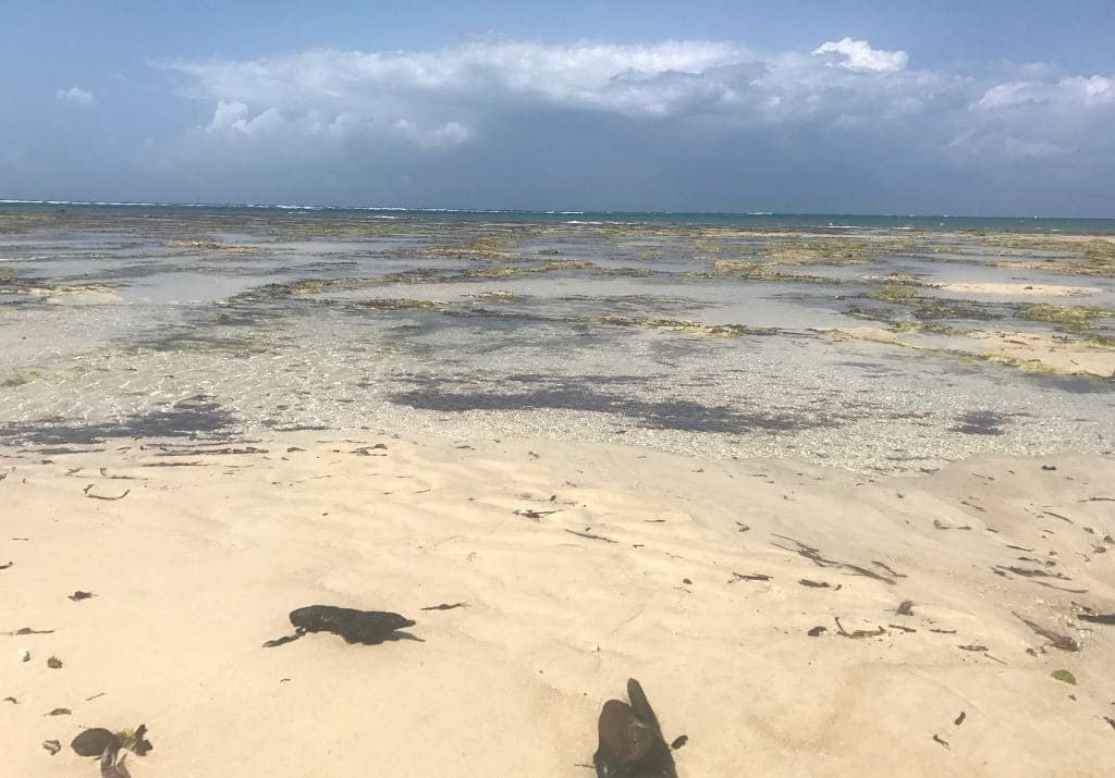Kenia Tiwi Beach vorgelagerte Korallenriffe nicht schwimmen Kwale Sand indischer Ozean