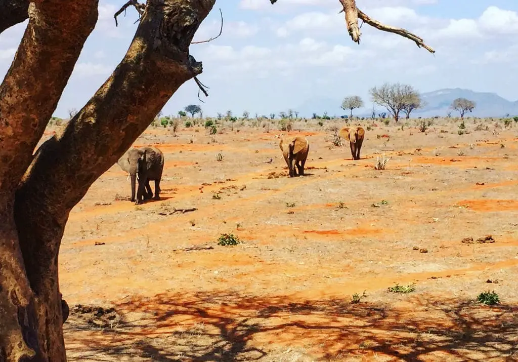 Elefanten Tsavo Ost Nationalpark Kenia