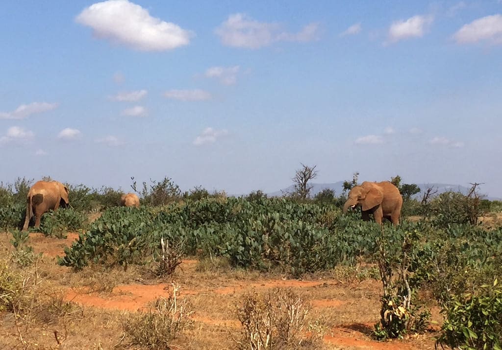 Safari Elefanten Tsavo Ost Nationalpark Kenia 