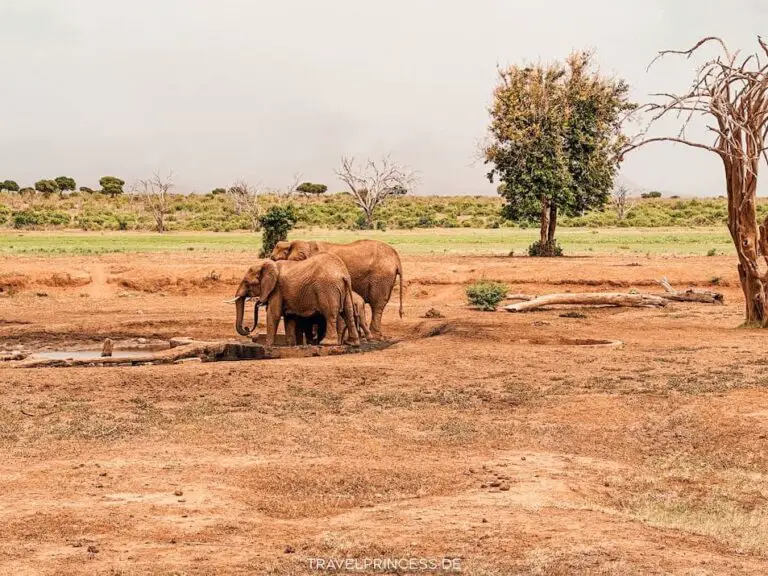 Kenia Elefanten Lodge Wasserstelle Urlaub Übernachten Park Reiseblog Reiseführer Anbieter Touren Travelprincess Reisemagazin