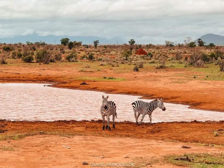 Preise und Eintritte für eine Safari im Nationalpark Tsavo-East