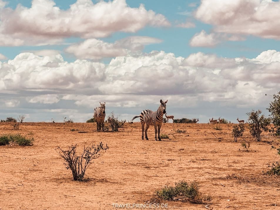Safari im Nationalpark Tsavo-East Welche Tiere gibt es Big Five Giraffe