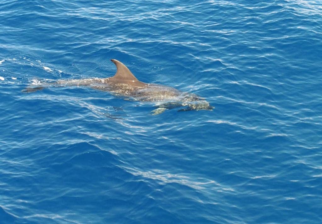 Gran Canaria Puerto Rico Delfin und Walwatching