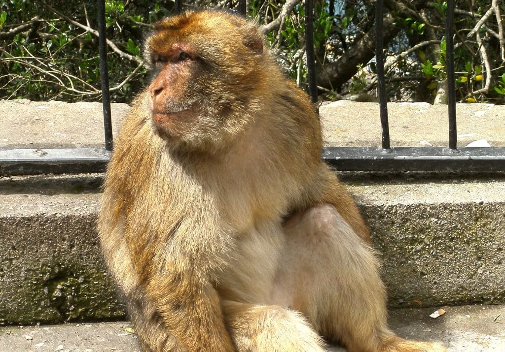 Gibraltar Felsen Affen Urlaub Kurztrip 