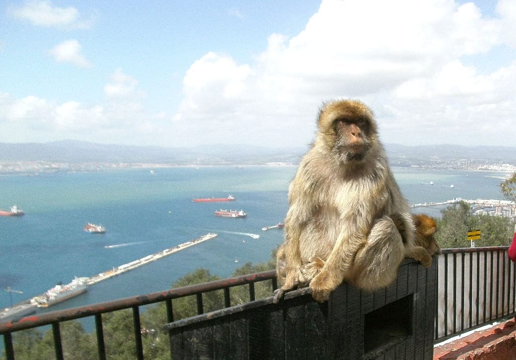 Gibraltar Affen