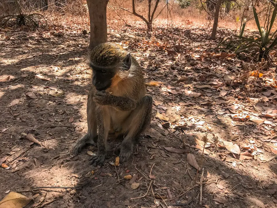 Gambia 7 Tipps Bijilo National Park (Monkey Park)