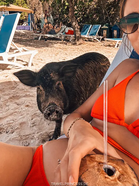 Schweine Curaçao Playa Porto Marie Schweinchen Reiseblog Strände Karte Travelprincess Erfahrungen Eintritt