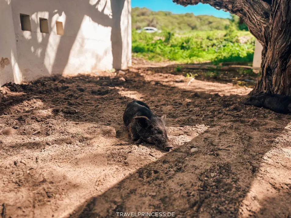 Schweine Playa Porto Marie Schweinchen Reiseblog Karte Travelprincess Erfahrungen Eintritt