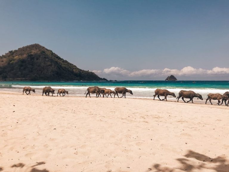 Süden Lombok Traumstrände Selong Belanak