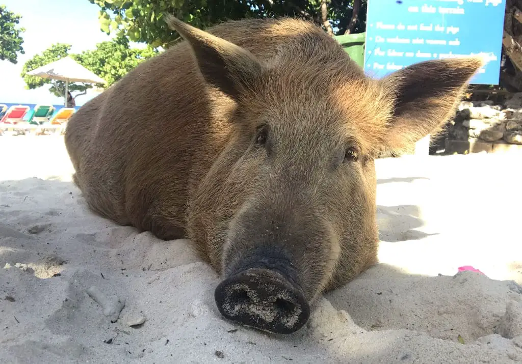Tierschutz auf Reisen - frei lebendes Schwein Curaçao 