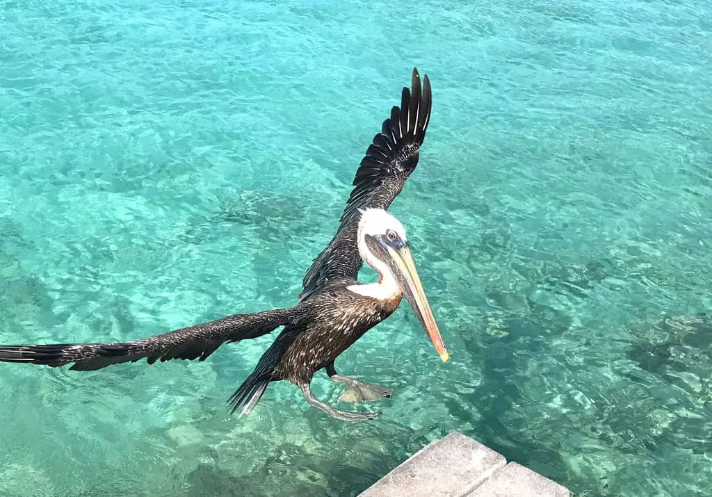 Tierschutz auf Reisen Pelikan Curaçao