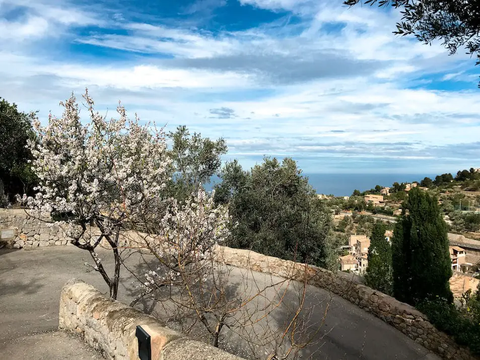 Mandelblüte Mallorca 2020 Bilder Fotos Orte Wann blüht sie Routen