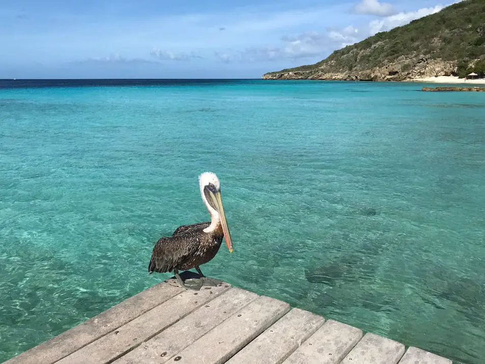 Strände Curaçao Traumstrände - Playa Porto Marie Pelikan