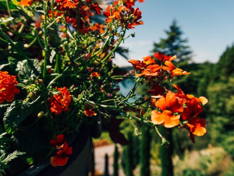 Insel Mainau Reisetipps Ausflugsziel Bodensee Blumen Eintritt