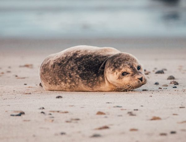 Helgoland Robben Seehunde Ausflug Reisetipps Travelprincess Reiseblog