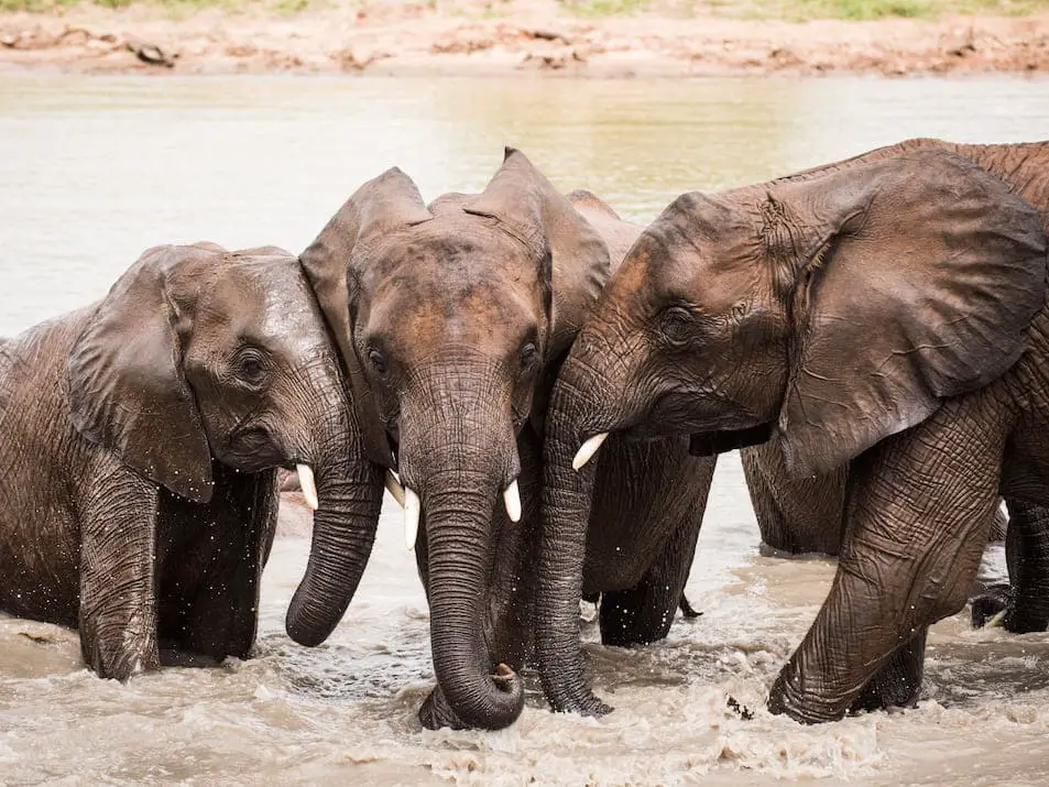Elefantenpatenschaft Tierpatenschaften Geschenkideen Weihnachten