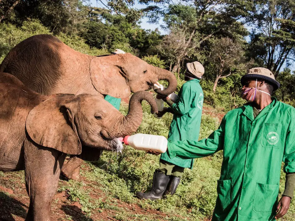 Elefantenpatenschaft Pate werden Tiere Tierschutz Afrika Kenia