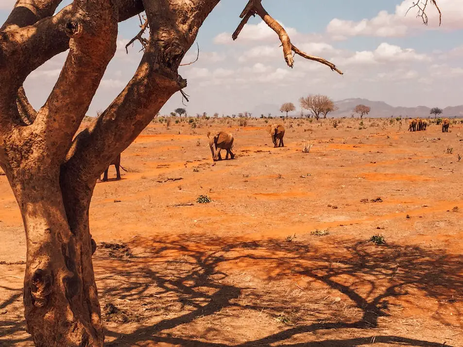 Tierpatenschaft Kenia Elefanten Geschenkidee Travelprincess Tierschutz