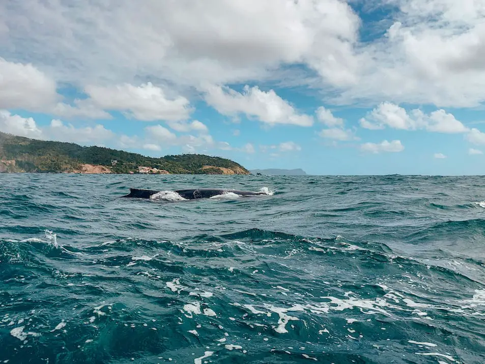 Whalewatching Samaná Reisetipps Dominikanische Republik Travelprincess Reiseblog Walbeobachtung