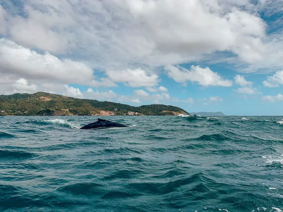 Whalewatching Samaná Ausflug Buckelwale Walbeobachtung Reisetipps Reisebericht