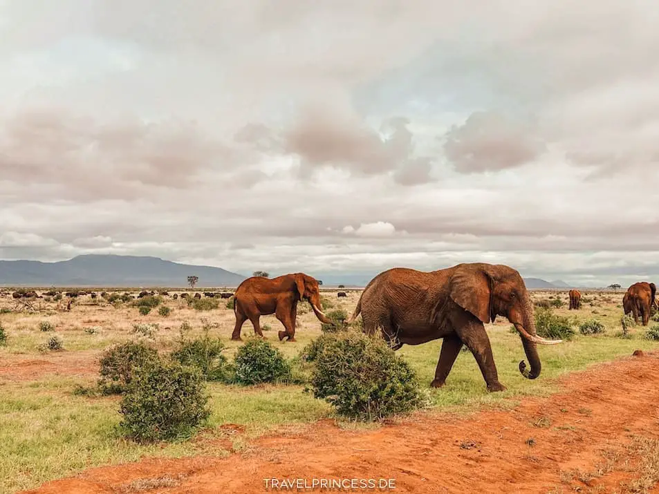 Elefanten Safari Urlaub Kenia Tipps Reisetipps Travelprincess Reiseblog
