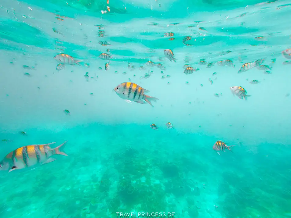 Schnarchen Unterwasserwelt Fische Korallen Inseln Khao Lak Thailand Ausflug Boot auf eigene Faust Nationalpark Reisetipps