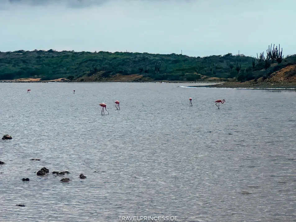 Den Dunki Naturschutzpark - Flamingos Curaçao