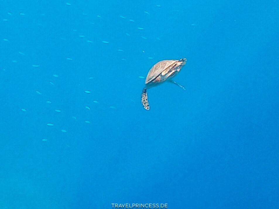 Sentido Naga Bay Strand Steg Schnorcheln Hausriff Fische Schildkröten Rochen Reisetipps Ägypten Reiseblog Travelprincess Erfahrungen Reisebericht Urlaub