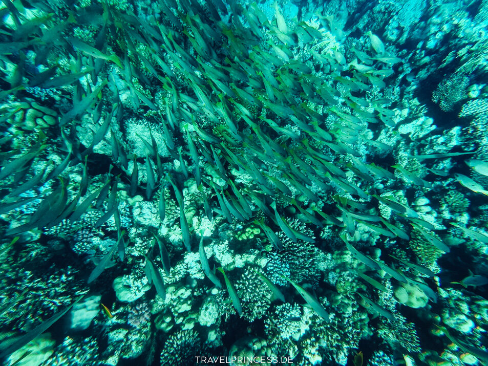 Sentido Naga Bay Strand Steg Schnorcheln Hausriff Fische Schildkröten Rochen Reisetipps Ägypten Reiseblog Travelprincess Erfahrungen Reisebericht Urlaub