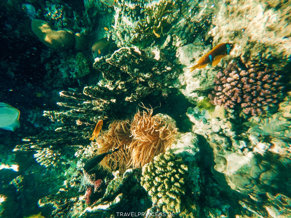 Sentido Naga Bay Strand Steg Schnorcheln Hausriff Fische Schildkröten Rochen Reisetipps Ägypten Reiseblog Travelprincess Erfahrungen Reisebericht Urlaub