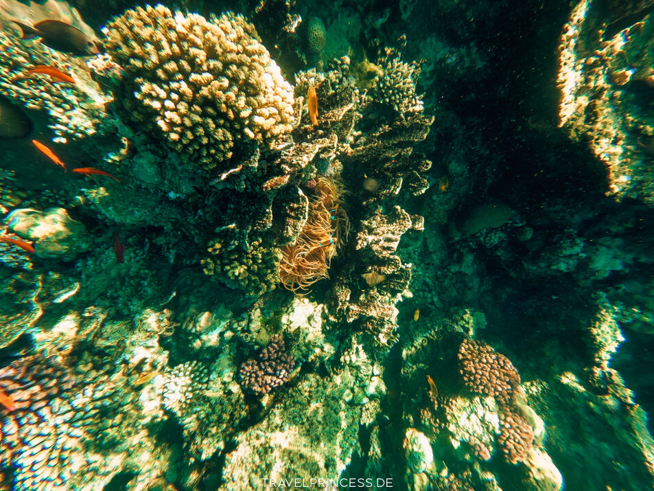 Sentido Naga Bay Strand Steg Schnorcheln Hausriff Fische Schildkröten Rochen Reisetipps Ägypten Reiseblog Travelprincess Erfahrungen Reisebericht Urlaub