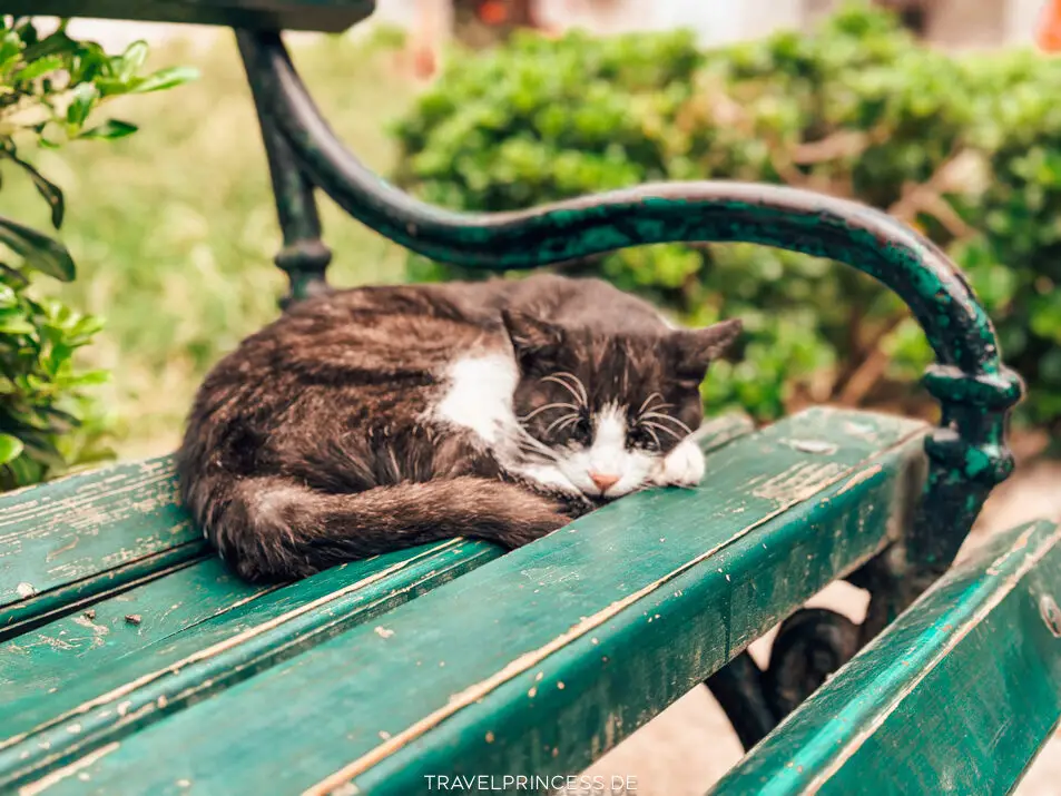 Kotor Montenegro Sehenswürdigkeiten Highlights Tipps Reiseführer Travelprincess Reiseblog Katzen