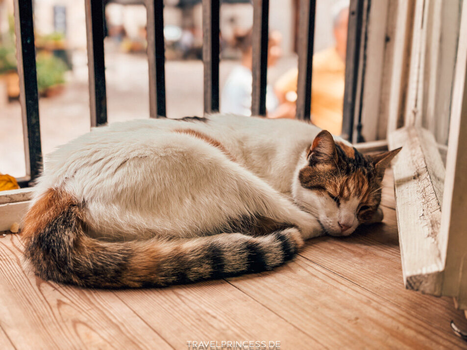 Cats Museum Katzenmuseum Katzenpark Kotor Montenegro Reiseblog Travelprincess Reisetipps Urlaub Reisebericht Reiseführer