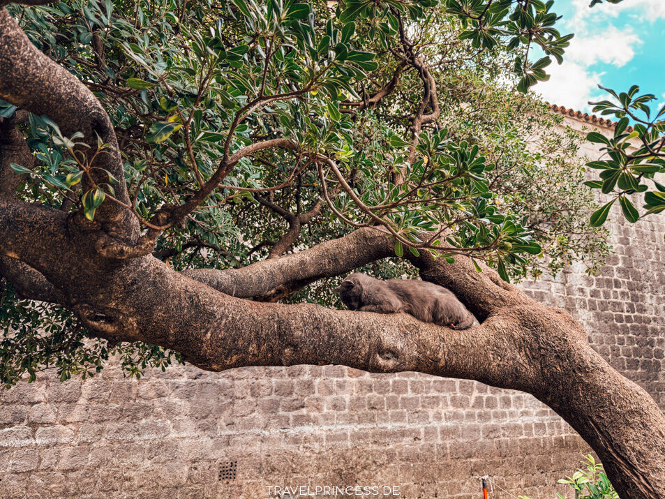 Katzenpark Kotor Montenegro Reiseblog Travelprincess Reisetipps Urlaub Reisebericht Reiseführer