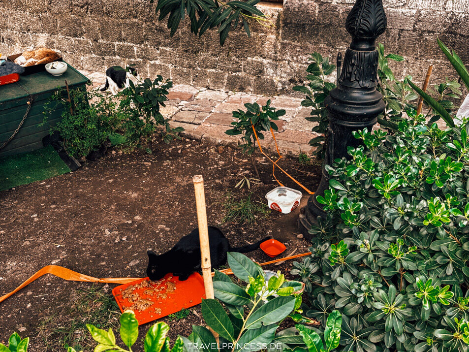 Katzenpark Kotor Montenegro Reiseblog Travelprincess Reisetipps Urlaub Reisebericht Reiseführer