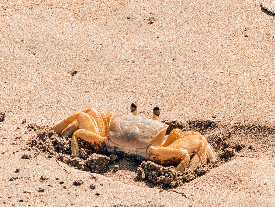 Erfahrung Bewertung Viva Miches by Wyndham - V Samana - Dominicus Palace Dominikanische Republik Reiseblog Travelprincess Dom Red