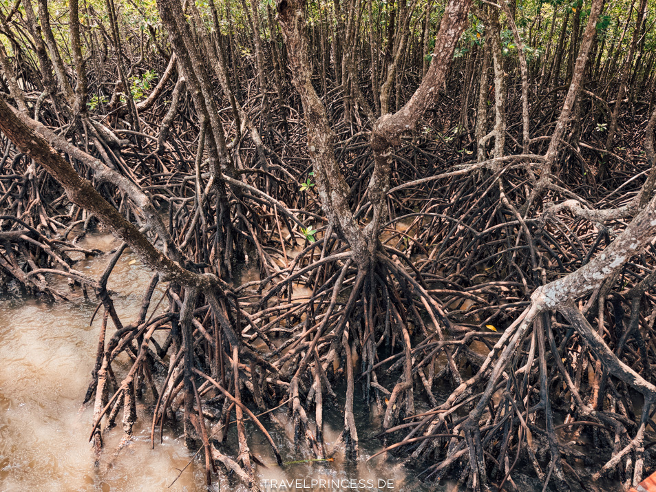 Salak Phet Mangrove Forest Mangrovenwald Erfahrungen Eintritt Parkgebühren Anfahrt Reiseblog Travelprincess Highlights Empfehlungen Thailand