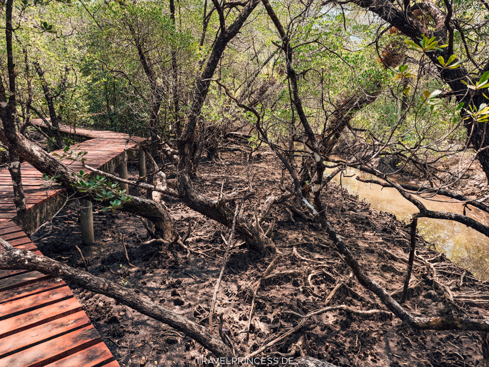 Salak Phet Mangrove Forest Mangrovenwald Erfahrungen Eintritt Parkgebühren Anfahrt Reiseblog Travelprincess Highlights Empfehlungen Thailand