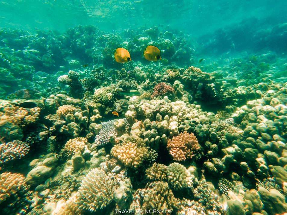 Sheraton Soma Bay Resort Hausriff Hotelriff schnorcheln Steg Tauchen Tauchschule Reiseblog Travelprincess Reisetipps Erfahrungen Fische Rochen Kraken Schildkröten