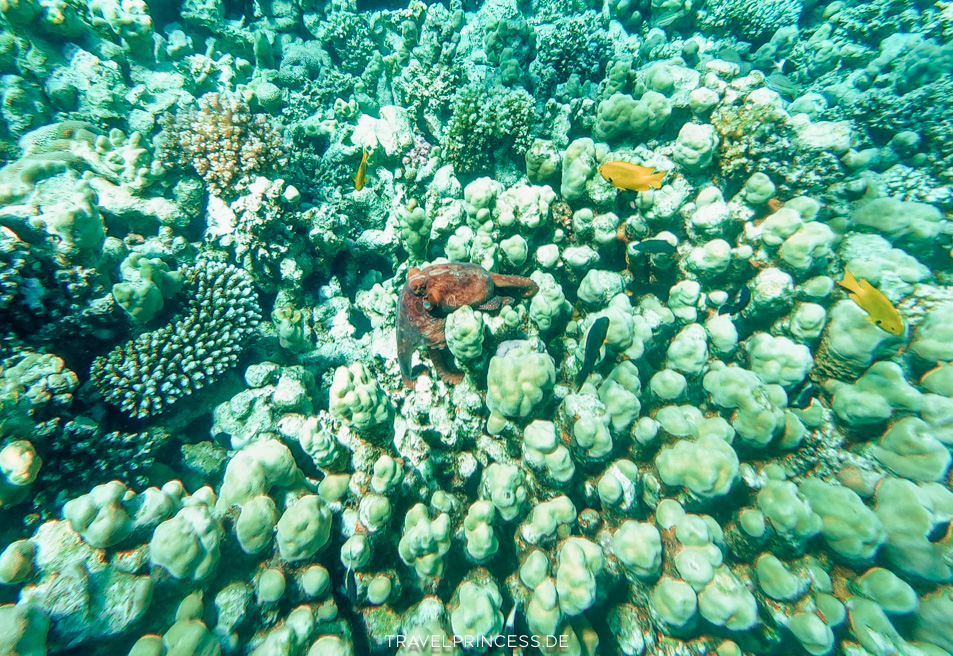 Sheraton Soma Bay Resort Hausriff Hotelriff schnorcheln Steg Tauchen Tauchschule Reiseblog Travelprincess Reisetipps Erfahrungen Fische Rochen Kraken Schildkröten