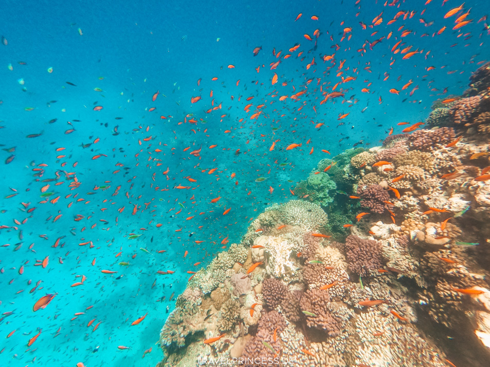 Glasboot Ägypten Hurghada Soma Bay Schildkröten Erfahrungen Reiseblog Travelprincess