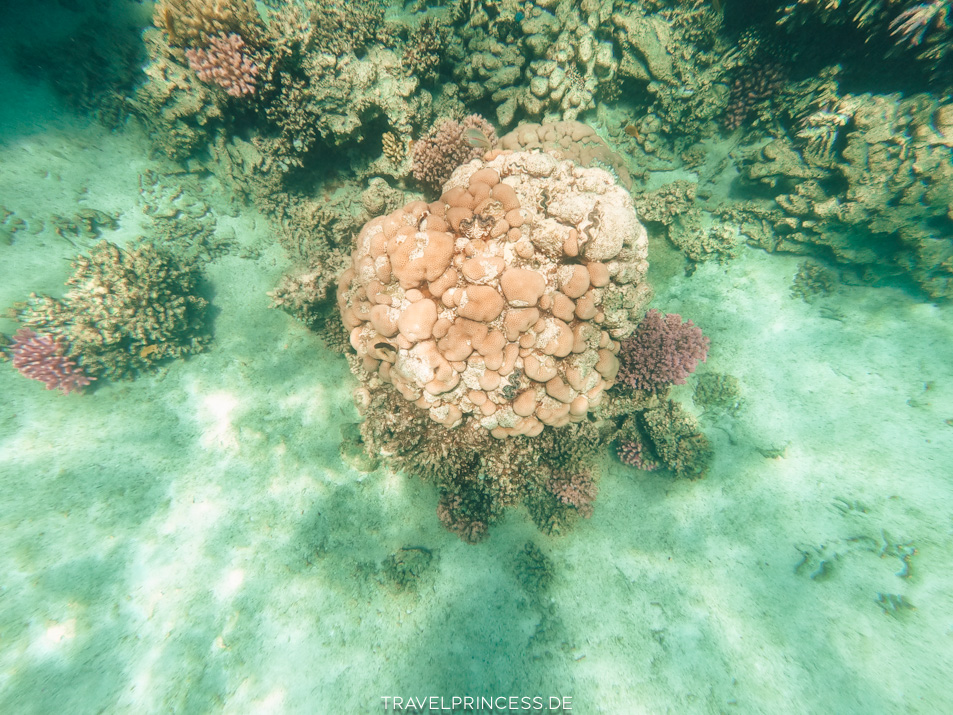 Glasboot Ägypten Hurghada Soma Bay Schildkröten Erfahrungen Reiseblog Travelprincess