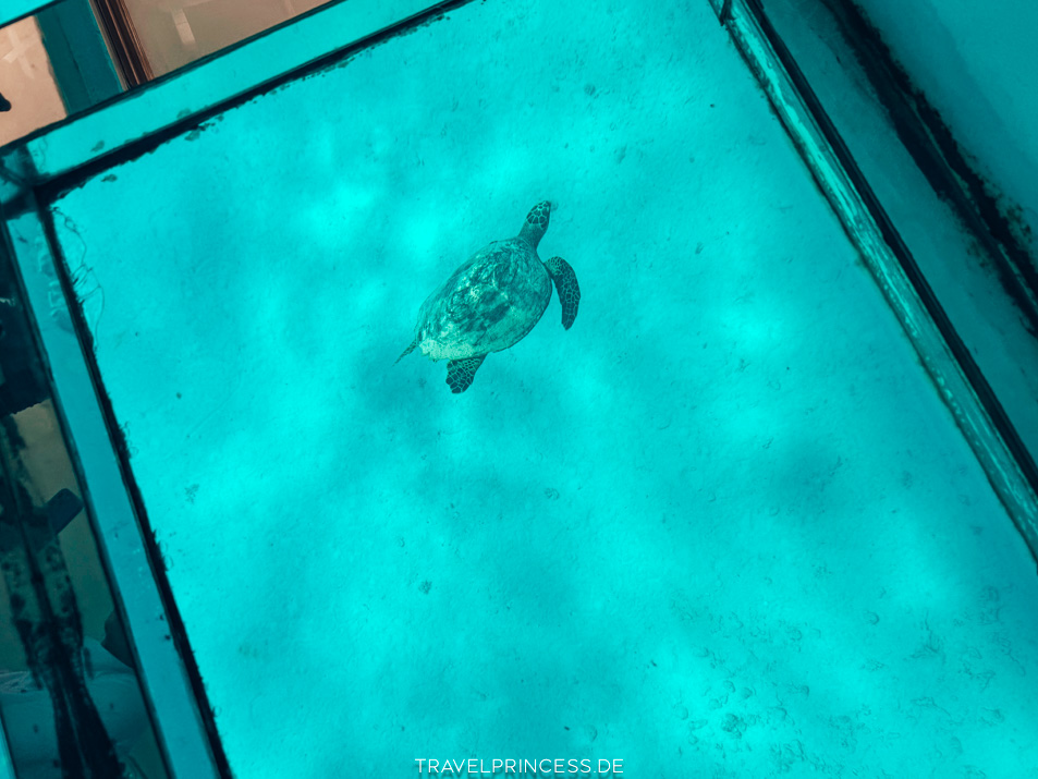 Glasboot Ägypten Hurghada Soma Bay Schildkröten Erfahrungen Reiseblog Travelprincess