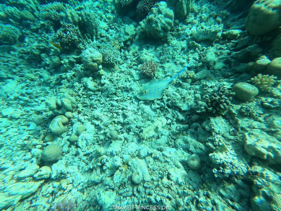 Sheraton Soma Bay Resort Hausriff Hotelriff schnorcheln Steg Tauchen Tauchschule Reiseblog Travelprincess Reisetipps Erfahrungen Fische Rochen Kraken Schildkröten